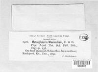 Paraphaeosphaeria maximiliani image